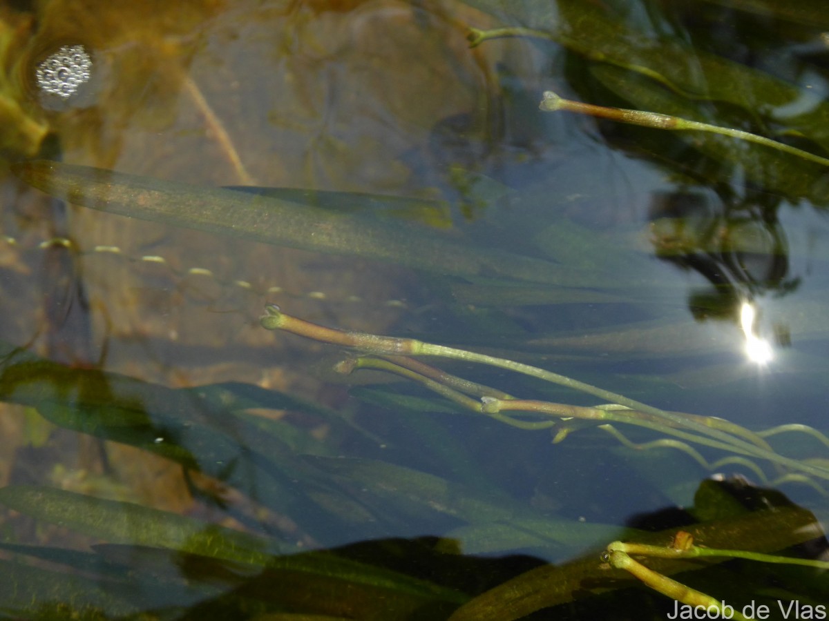 Vallisneria spiralis L.